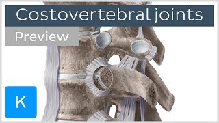 Costovertebral joints and ligaments preview  Human Anatomy  Kenhub [upl. by Hafinah]