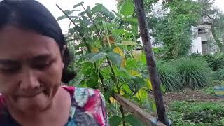 Harvesting sigarilyas at sitaw farming plants food garden [upl. by Allerym813]