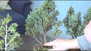 How to make bonsai from thuyacypress tree [upl. by Eisdnil]