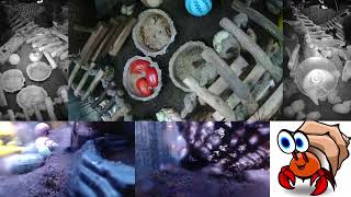 Time Lapse of Hermit Crab Live Stream September 21st  September 22nd 2024 60x [upl. by Sulrac]