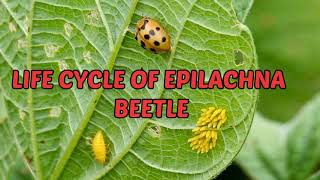 KNOW ABOUT⭕LIFE CYCLE⭕of Epilachna beetle  Henosepilachna vigintioctopunctata  lady Bird beetle [upl. by Eimmat855]