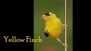 Interesting facts about Yellow Finch [upl. by Htevi105]