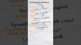 Glycolysis  Glycolysis Pathway  Glycolysis Cycle  Glycolysis Biochemistry shorts [upl. by Suoicul]