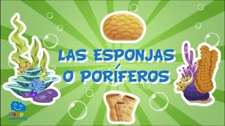 LAS ESPONJAS O PORÍFEROS Animales Invertebrados  Videos Educativos para Niños [upl. by Swanhilda310]