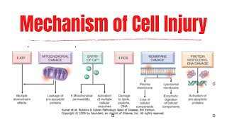 Mechanism of Cell Injury part 5  Pathology  Physio Class [upl. by Ahseenak148]