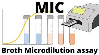 Broth Microdilution assay  How to determine the MIC Minimum Inhibitory Concentration [upl. by Kurt]