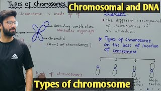 Chromosome structure and Its types  Class 12 Biology [upl. by Nahta]