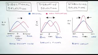 Directional Disruptive amp Stabilizing Selection [upl. by Johppa]