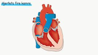 Kredsløbet Hjertets opbygning [upl. by Nylsej293]