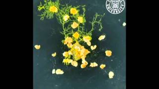 Physarum polycephalum in time lapse [upl. by Anerom]