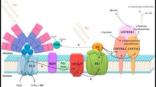 Antimicrobial Peptides and Chemicals Produced by Animals [upl. by Janik450]