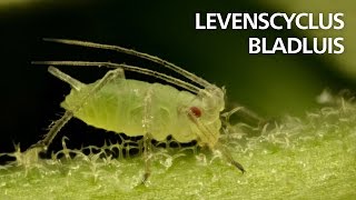 Levenscyclus van bladluizen [upl. by Atinal]