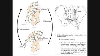 The Sacroiliac Joint  Sacral Nutation and Counternutation [upl. by Eiuqcaj]