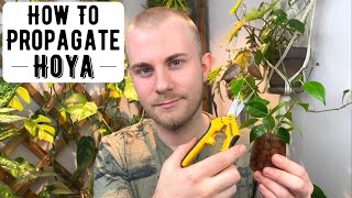 How To Propagate Hoya [upl. by Gnilrac]