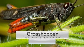 Grasshopper Sound  1min onWILD Ep1  DiogoOliveiraPhotography [upl. by Aisaim]