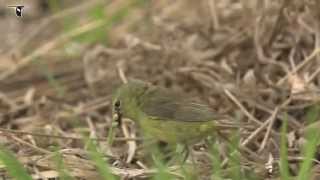 Orangecrowned Warbler feeding on the ground [upl. by Evannia252]