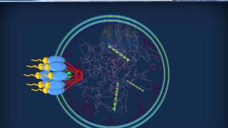 RNA  Citoplasmatici  mRNA tRNA rRNA [upl. by Clausen]