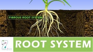 ROOT SYSTEM [upl. by Piegari]