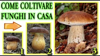 COME COLTIVARE FUNGHI IN CASA CON quotTIME LAPSEquot CRESCITA E RISULTATO FINALE  mushrooms champignons [upl. by Nyraa]