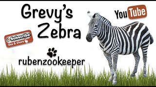 Grevys zebra eating their hay myanimalkeeperlife animals Grevyszebra zooanimals zoo zebras [upl. by Lishe949]