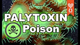 Palytoxin poison and how to avoid it in a reef aquarium [upl. by Ahseikal]