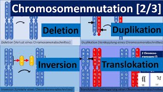 Chromosomenmutation 23 – Deletion Duplikation Inversion Translokation Genetik Oberstufe [upl. by Shiri35]