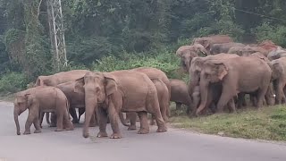 Elephant Crossing The Road wildelephentlife [upl. by Viv]