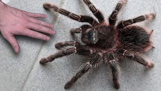 20 Biggest Spiders in the World [upl. by Oraneg134]