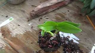 Remove a Dendrobium Keiki and Pot it up  Step by Step Instructions [upl. by Violeta]