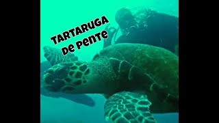 Tartaruga de Pente  Eretmochelys imbricata  Projeto Tamar [upl. by Ranice569]