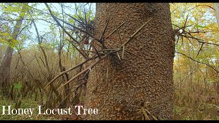 Wild Honey Locust Trees [upl. by Beyer]