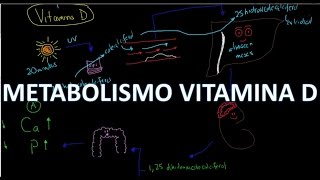 Fisiología  Parathormona y Calcio Síntesis Regulación Osteólisis Osteocitaria [upl. by Anifesoj]