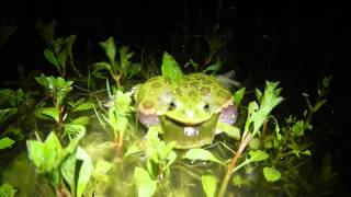 Male barking tree frog [upl. by Anad]