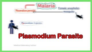 malaria parasite  Plsamodium Life cycle  Laboratory diagnosis  Morphology  full explained [upl. by Merkley974]