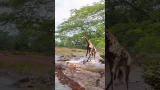 Crocodile attacks giraffe and the ending animals giraffe attackontitan crocodile [upl. by Nahtnhoj453]