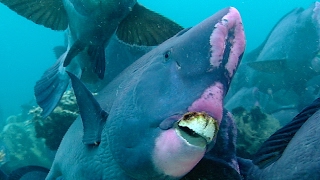 Feeding Humphead Parrotfish  Blue Planet  BBC Earth [upl. by Shiverick]