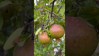 Growing Pomegranate Trees from Seeds A StepbyStep Guide [upl. by Ryter140]