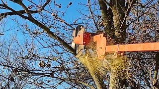 Circular Saw for TREES Fastest Way Yet to Cut HIGH Limbs [upl. by Eiddal]