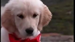 The Golden Retriever  Pet Dog Documentary English [upl. by Enirahtac]