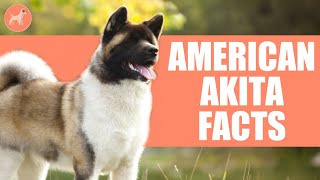 American Akita Dog Breed 10 Amazing Facts You Must Know [upl. by Virgy211]