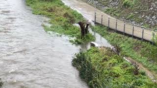 Sturm Regen in Wien  vor dem Hochwasser  Samstag 14092024 [upl. by Nithsa599]