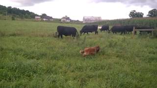 English Shepherd Herding Cows and Sheep [upl. by Yesteb]