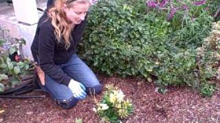 How to Prune Alstroemeria or Peruvian LilyAVI [upl. by Pollux]