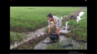 Amazing Fishing At Battambang  Beautiful Girl Fishing  How To Catch Fish By Hand SH Part 17 [upl. by Ottinger]