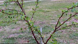 Methley Plum tree first year of planting🌳Gardening with Susie TLC [upl. by Lledniuq]