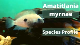 Amatitlania myrnae Species Profile [upl. by Iormina]