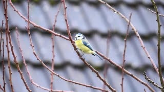 Die Blaumeise  Heimische Vögel  Faszination Tierwelt [upl. by Par]