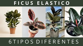 TODO SOBRE LOS FICUS ELÁSTICOS 6 TIPOS DE FICUS CON SUS CARACTERÍSTICAS  CUIDADOS [upl. by Fiel874]