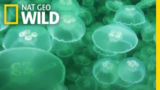 Jellyfish A Success Story  Nat Geo Wild [upl. by Capone]