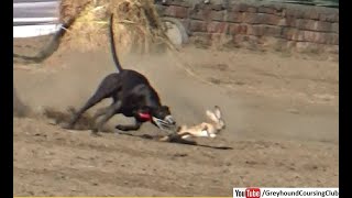 Coursing dogs chasing wild rabbit  Hare coursing  dog race [upl. by Hamehseer818]